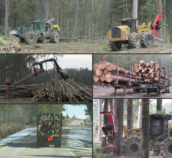 loggingcollage